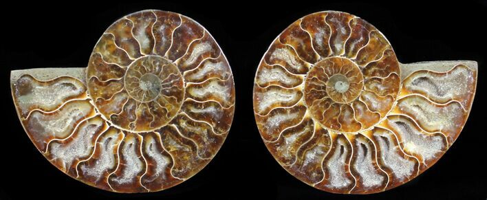 Polished Ammonite Pair - Agatized #56278